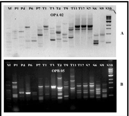 Gambar 1. Profil Pita DNA 15 isolat Trichoderma spp. Amplifikasi dengan PCR  Menggunakan Primer OPA-02 (A) dan OPA-05 (B) 