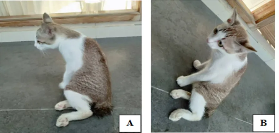 Gambar 1.  Kucing kasus yang mengalami paraplegia. Postur tubuh membungkuk (A) dan kedua kaki  belakangnya menyeret (B)