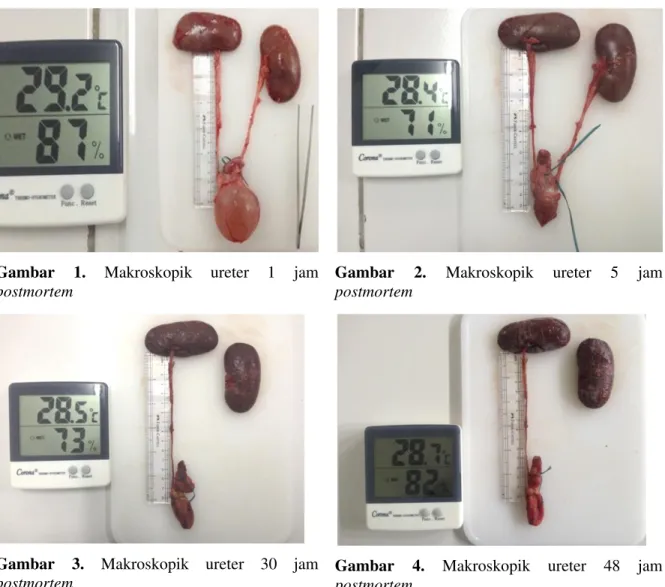 Gambar  1.  Makroskopik  ureter  1  jam  postmortem 