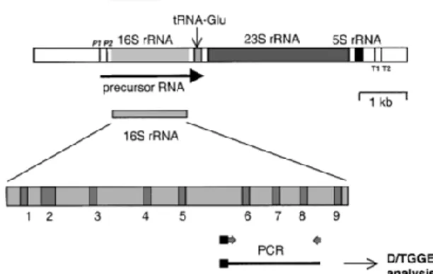 Gambar 2.1 Ilustrasi skematis operon rRNA dari E.coli (Vaughan et al., 1999) 