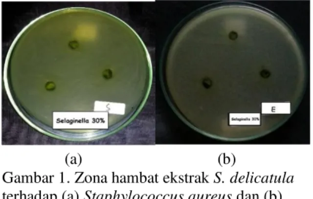 Tabel 1. Rataan diameter zona hambat ekstrak  Selaginella  delicatula  terhadap  bakteri  Staphylococcus aureus dan Escherichia coli 