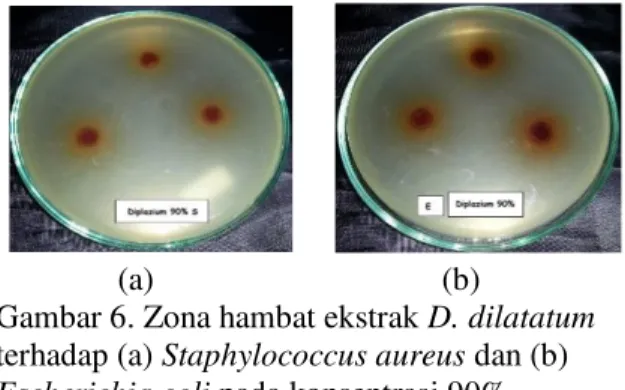 Gambar 5. Zona hambat ekstrak D. dilatatum  terhadap (a) Staphylococcus aureus dan (b)  Escherichia coli pada konsentrasi 60% 