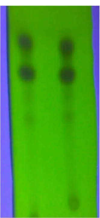 Gambar 1. Profil kromatogram ekstrak etanol rimpang bengle (Zingiber   cassumunar, Roxb.) dengan penampak uv 254 nm 