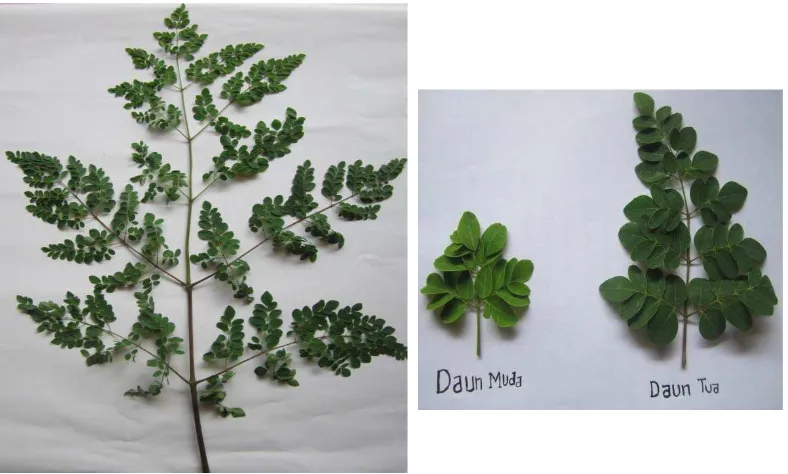 Gambar 1. Tumbuhan kelor (Moringa oleifera Lam.) 