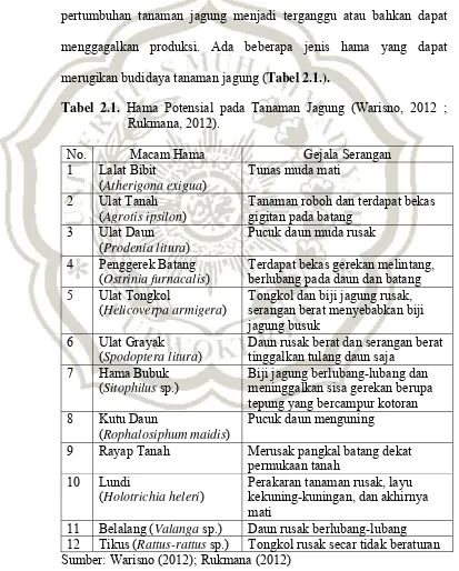 Tabel 2.1. Hama Potensial pada Tanaman Jagung (Warisno, 2012 ;           