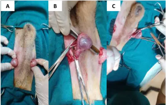 Gambar  5.  Testis  yang  mengalami  cryptorchid  bilateral  inguinal  (a);  ligasi  pada  funikulus  spermatikus  kanan  (b);  ligasi  pada  funikulus  spermatikus  kiri (c)