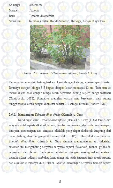 Gambar 2.2 Tanaman Tithonia diversifolia (Hemsl) A. Gray 