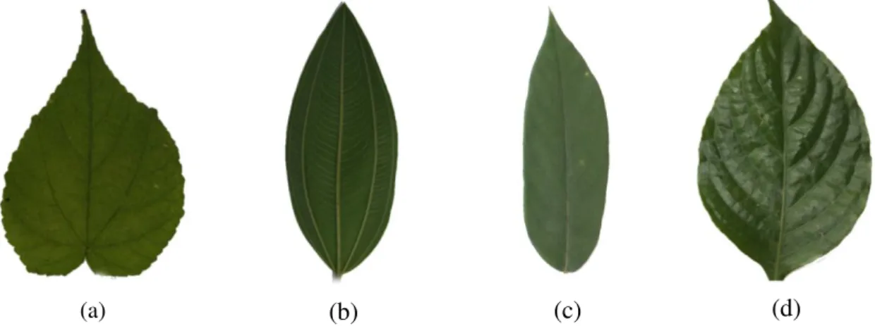 Gambar 1  Empat jenis bentuk daun yang dimodelkan pada penelitian ini, (a) cordate, (b) ellips, (c) lanceolate, dan (d) ovate