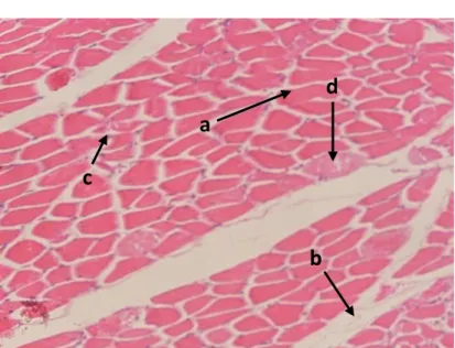 Gambar 2. Struktur histologis musculus iliotibialis cranialis ayam broiler     (H.E.; 100x; a