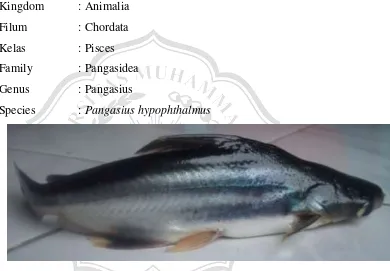 Gambar 2.1. Ikan Patin Siam (Pangasius hypophthalmus) 