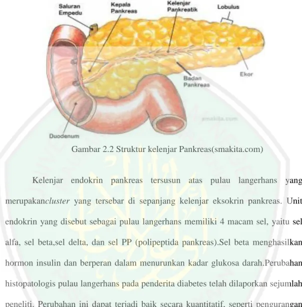 Gambar 2.2 Struktur kelenjar Pankreas(smakita.com) 