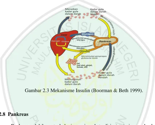 Gambar 2.3 Mekanisme Insulin (Boorman &amp; Beth 1999). 