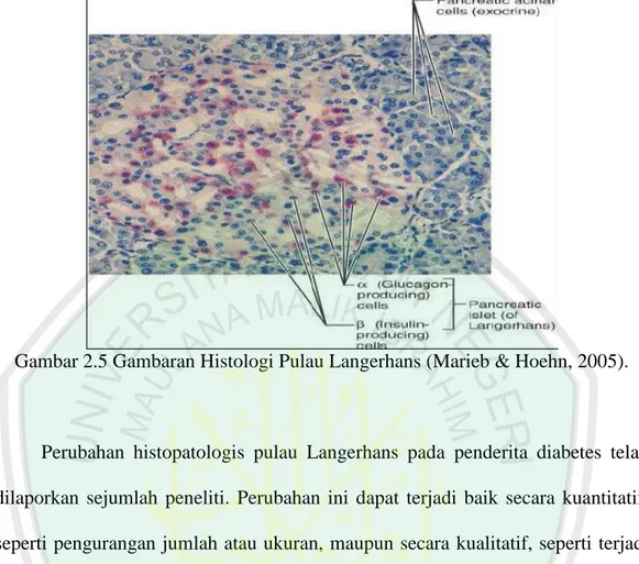Gambar 2.5 Gambaran Histologi Pulau Langerhans (Marieb &amp; Hoehn, 2005). 