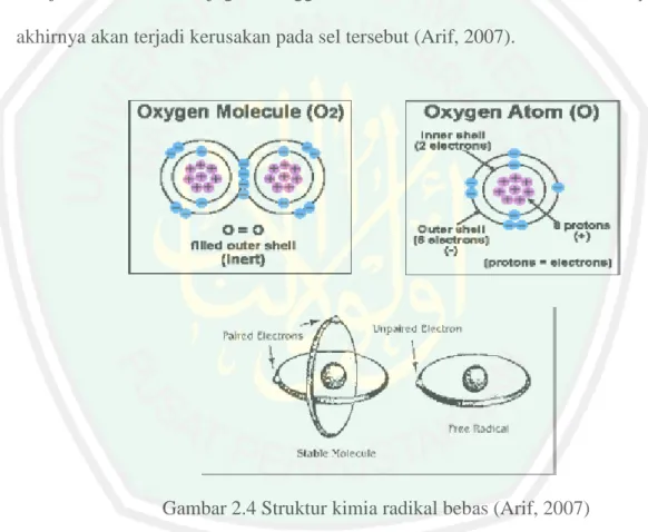 Gambar 2.4 Struktur kimia radikal bebas (Arif, 2007) 