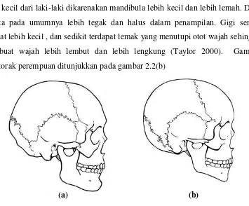 Gambar 2.2  (a). Tengkorak laki-laki, (b) Tengkorak perempuan 