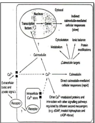 Gambar  2  :  Transduksi  ransangan  oleh  Ca 2+  -  Calmodullin  pada  tanaman  (Snedden  dan  Fromm, 1998)