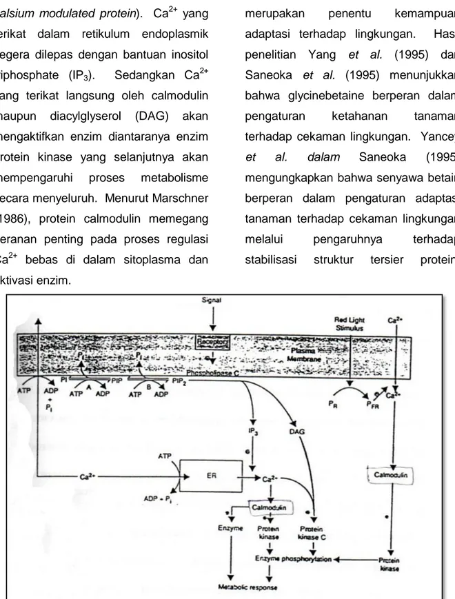 Gambar 1 : Keterlibatan Ca 2+  dalam proses aktivasi Enzim (Dennis dan Turpin, 1990) 