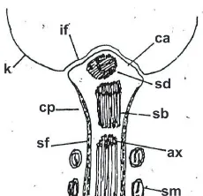 Gambar 2.2: Bagian Leher Spermatozoon