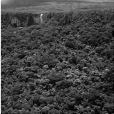 Gambar 2.1. Hutan yang dilihat dari atas 