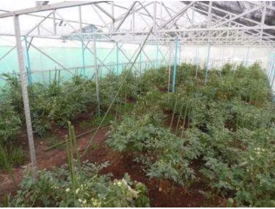 Gambar 2.2 Tampilan dalam Greenhouse yang terdapat pada lokasi urban farming Institut Teknologi Sepuluh Nopember Surabaya