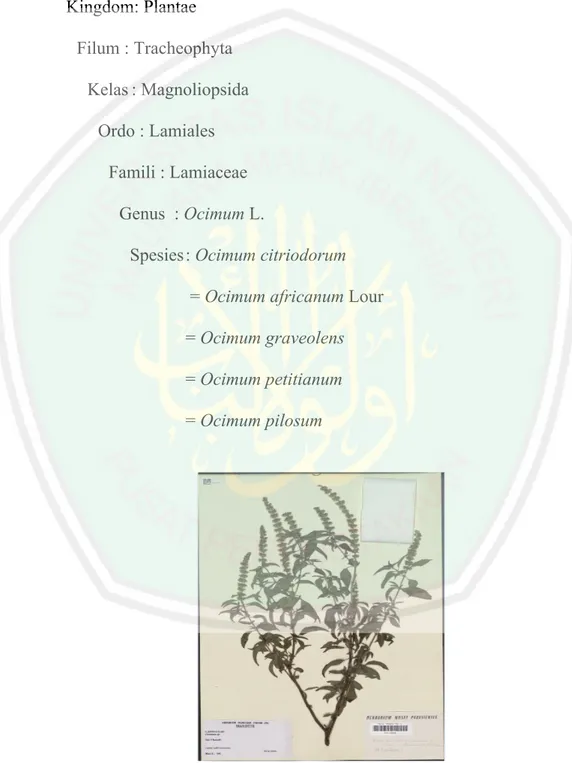 Gambar 2.6. Kemangi (Ocimum citriodorum) 