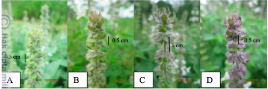 Gambar 2.7. Variasi Pigmen Antosianin pada Perbungaan O. × citriodorum 