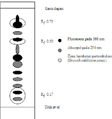 Gambar 4. Bioautografi ekstrak miselium Lentinus cladopus LC4 dengan Bacillus subtilis memperlihatkan tiga zona hambatan pertumbuhan (ZHP)