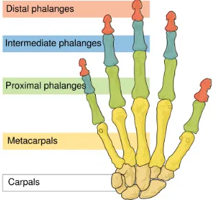 Gambar 2-6. Anatomi Tulang Tangan Manusia [14] 