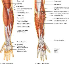 Gambar 2-7. Forearm Muscle and Fingers [15] 