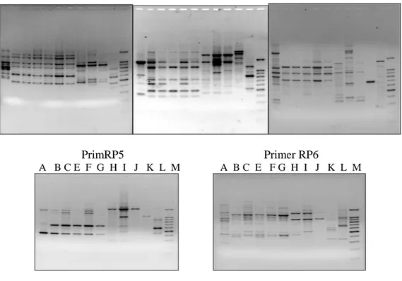 Gambar 1. Profil pita DNA isolat jamur tiram hasil amplifikasi dengan primer RP-2 sampai dengan RP-6 .