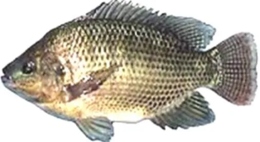 Gambar 2. Ikan Nila (Oreochromis. Sp) strain  hitam 