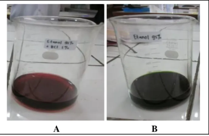 Gambar 1. Hasil ekstraksi daun Rhoeo discolor dengan pelarut etanol 95% (A) dan etanol 95% +HCl 1% (B)