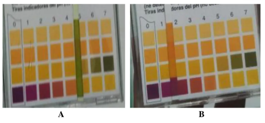 Gambar 2.  pH larutan ekstrak daun Rhoeo discolor dengan pelarut etanol 95% (A) dan etanol 95% +  HCl 1% (B) 