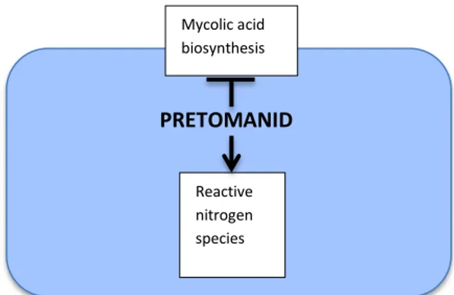 Gambar 3. Mekanisme Kerja Pretomanid Terhadap Bakteri MTB. 