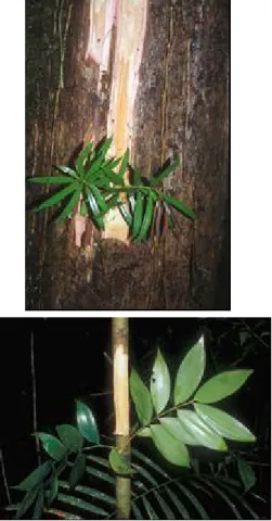 Gambar 3. Podocarpus neriifolius, (atas) dan  Nageia  wallichiana (bawah) 