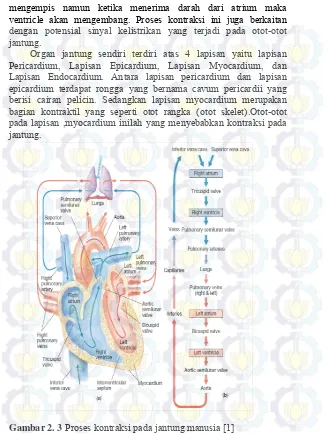 Gambar 2. 3 Proses kontraksi pada jantung manusia [1] 