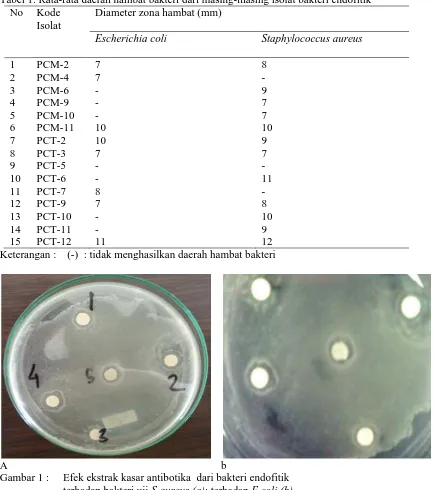 Tabel 1. Rata-rata daerah hambat bakteri dari masing-masing isolat bakteri endofitik  No Kode Diameter zona hambat (mm)  