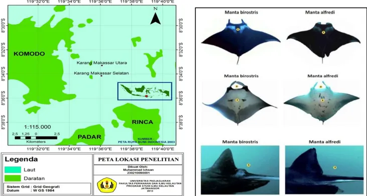 Gambar 1. Lokasi survey di Perairan Karang Makassar  Gambar 2. Perbandingan Manta birostris dan Manta alfredi  (Evgeny, 2010)