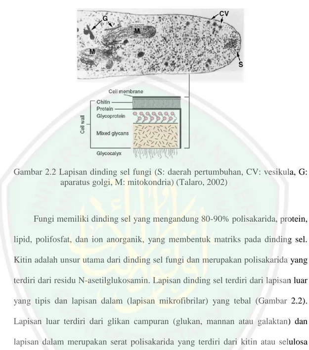 Gambar 2.2 Lapisan dinding sel fungi (S: daerah pertumbuhan, CV: vesikula, G: 