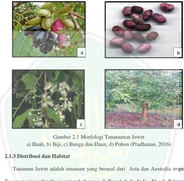 Gambar 2.1 Morfologi Tananaman Juwet 