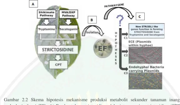 Gambar  2.2  Skema  hipotesis  mekanisme  produksi  metabolit  sekunder  tanaman  inang  dan  endophytic  fungi  (EF)
