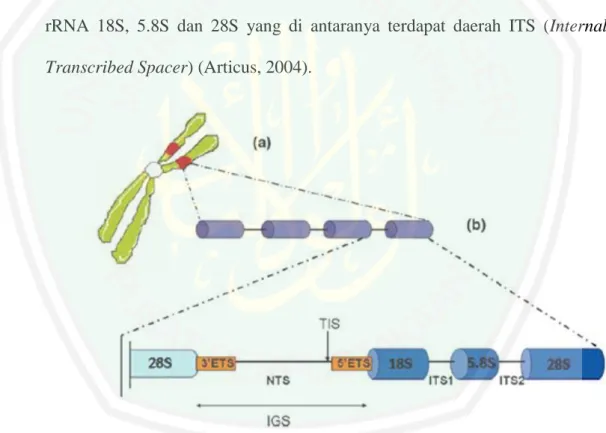Gambar  2.3  Skema  struktur  universal  wilayah  rDNA  (a)Kromosom  lokasi  wilayah rDNA