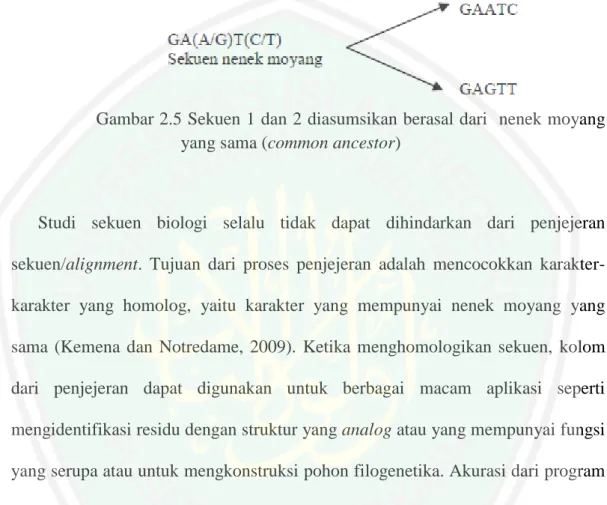 Gambar 2.5 Sekuen 1 dan 2 diasumsikan berasal dari  nenek moyang  yang sama (common ancestor) 