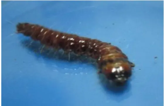 Gambar 1. Larva Coccus coccus 