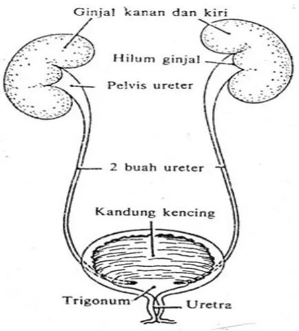 Gambar 2.1 Organ – organ yang membentuk saluran urin (Ganong, 2002)  