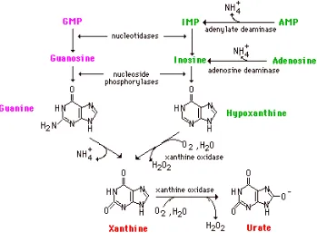 Gambar 2.1 Metabolisme purin menjadi asam urat (Murray, dkk., 2003) 