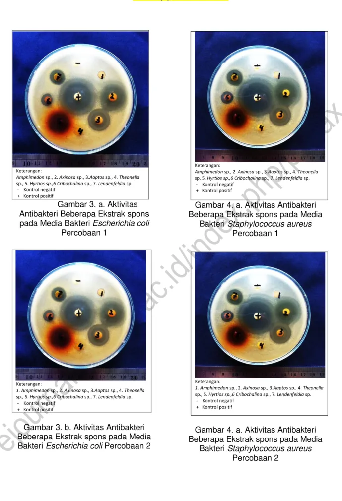 Gambar 3. a. Aktivitas  Antibakteri Beberapa Ekstrak spons  pada Media Bakteri Escherichia coli 