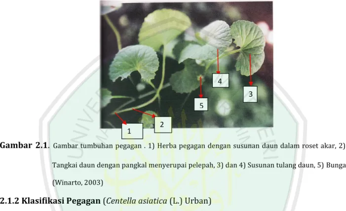Gambar  2.1.  Gambar tumbuhan pegagan . 1) Herba pegagan  dengan susunan daun dalam roset akar, 2)  Tangkai daun dengan pangkal menyerupai pelepah, 3) dan 4) Susunan tulang daun, 5) Bunga  (Winarto, 2003) 