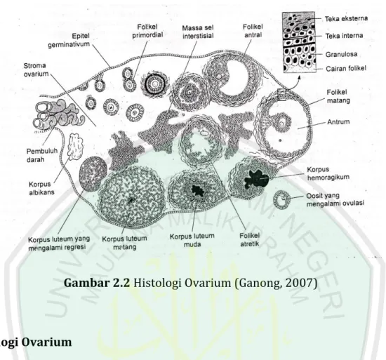 Gambar 2.2 Histologi Ovarium (Ganong, 2007) 