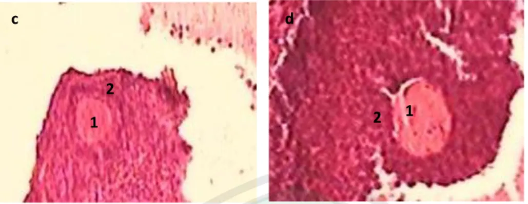 Gambar  4.1    Irisan  Melintang  Ovarium  yang  Memperlihatkan  Folikel  Primer  a)Kelompok  Kontrol   b) Dosis 125 mg/Kg BB  c) Dosis 200mg/Kg BB dan d) 275 mg/Kg  BB